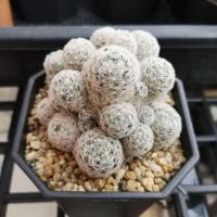 ราคา Mammillaria duwei ไม้เมล็ดฟอร์มกอ (7344546993)
