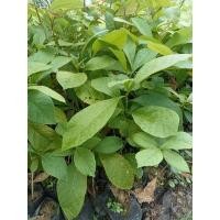 ราคา ต้นสักทองขนาด30-50 ซม. (26161916070)