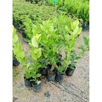 ราคา ต้นเลมอนยูเรก้าแบบกิ่งตอนซื้อ 1ต้น แถม 1 ต้นราคา 250 บาท (28638484531)