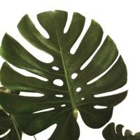 ราคา มอนสเตอร่า Monstera Deliciosa ต้นกล้ามอนสเตอร่า ต้นอ่อนมอนสเตอร่า ต้นไม้แต่งบ้าน ต้นไม้ฟอกอากาศ (4215725232)