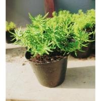 ราคา ต้นเศรษฐีแพรทองไม้มงคล (17385555795)