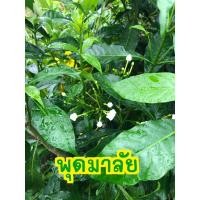 ราคา ต้นพุดร้อยมาลัย: พุดตุม พุดฝรั่ง มะลิฝรั่ง ต้นพุดมาลัย ต้นพุด (5267417910)