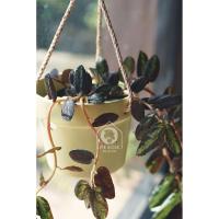 ราคา กระถางต้นไม้แบบแขวนเชือก มีรูระบายน้ำ (11957403588)