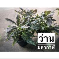 ราคา ว่านมหากาฬ ชุดละ1หัวพันธุ์ว่านมงคล พรรณไม้หายาก ไม้ดอก ไม้ประดับ สมุนไพร (21694585386)