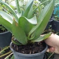 ราคา ต้นอากาเว่ปากนกแก้ว / แอตเทนูอาตา / Fox’s Tail (กระถาง 8 นิ้ว) (6205102049)