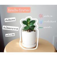 ราคา ต้นช้อนเงินช้อนทอง ต้นไม้มงคล ต้นไม้ฟอกอากาศ (3017820332)
