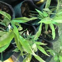 ราคา ผักหวานป่า ต้นเพาะเมล็ด (2386256456)