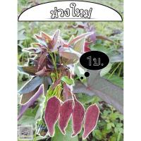 ราคา มันหวานญี่ปุ่น (ม่วงใหม่100ยอด) | มันหวานญี่ปุ่นแท้ (24942469137)