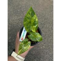 ราคา บอนหูช้าง บอนหูช้างด่างเหลือง alocasia อโลคาเซียหูช้างด่างเหลือง ช้างเหลือง (12605027132)