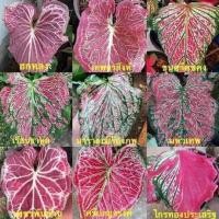 ราคา ฮกหลง บอนสีฮกหลง บอนสีราชินีใบไม้ มีปลายทาง (14918517552)