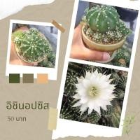 ราคา แคคตัส อิชินอป (Echinopsis subdenudata) (7545868941)