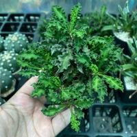 ราคา ไดโรเสาร์แคคตัส ยูโฟเบียไดโนเสาร์ Euphorbia decaryi แคคตัส (28509462324)