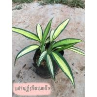 ราคา เศรษฐีเรือนแก้ว ไม้ร่มรำไร ถุงดำขนาด 4-6 “สวน 5 ป (8859986818)