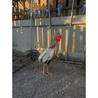 ราคา ไข่ไก่ชน ไข่เชื้อไก่ชน ยาไก่ชนพม่าลีลาแข้งหน้าจัดเบอร์แข้งหนัก สายเลือดดี มีประกันขนส่งแตกส่งให้ใหม่ (21769044752)