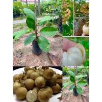 ราคา ต้นละไมหวาน เสียบยอด ขนาดต้น 50-60 ซม. พร้อมปลูก (24016529857)