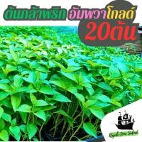 ราคา [ที่นี่ถูกสุด] ต้นกล้า พริกอัมพวาโกลด์ พริกขี้หนู ตราตะวันต้นกล้า ติดผลดก 20 ต้น เป็นที่ต้องการ (23941584236)
