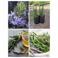 ราคา ต้นโรสแมรี่ #ต้นละ 139 บาท (24854425714)