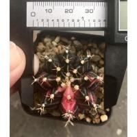 ราคา ยิมโนด่าง ดำชมพู ไม้เมล็ด (3654583382)