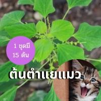ราคา เมล็ด เพาะตำแยแมว ตำแยแมว 1เพาะ 15 เพาะ เก็บใหม่ๆ เก็บตามออเดอร์ ใหม่ตามธรรมแบบโรรมชาต ใหม่ เพาะ (22040275264)
