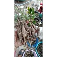 ราคา โสมไก่โอกหรือโสมชบาหัวละ15บาท (24958799888)