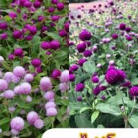 ราคา บานไม่รู้โรยคละสีเมล็ดพันธุ์50เมล็ด20บาท (22867802209)