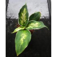 ราคา ต้นเศรษฐีรับเงิน (ไม้มงคล) (1441040035)