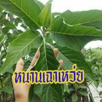 ราคา ♻หนานเฉาเหว่ย ♻ป่าช้าเหงา♻ชุดละ 10 กิ่ง (5752168328)