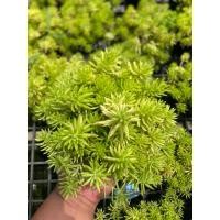 ราคา ต้นแพรทอง กระถาง 4 นิ้ว ไม้มงคล (26629416952)