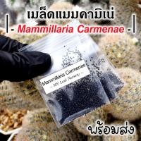ราคา เมล็ดแมมคามิเน่ เมล็ดคามิเน่ Mammillaria Carmenae MIX Seeds เมล็ดแคคตัส (22849981366)