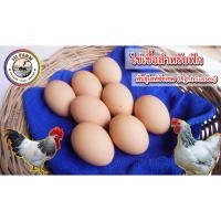 ราคา ไข่เชื้อ ไก่ไข่ไลท์ซัซเซค ไข่สำหรับฟัก สายพันธุ์แท้ (21674399896)