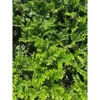 ราคา ต้นล่ำซำ (หูหนู)ใบร่วงน้อย (22945164088)