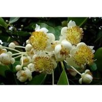 ราคา ต้นกระทิงหรือสารพีทะเล​ สูง​ 40​ ซม.​ ต้นละ 25​ บาทค่ะ (20569179829)