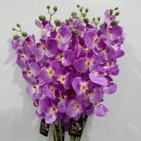 ราคา ดอกกล้วยไม้ สีม่วง ฟาแลนด์13ดอก ดอกบาน9 รวมดอกตูม4ดอก กล้วยไม้ ฟาแลนด์ พลีเมี่ยมสีม่วง อย่างดี งานผ้าผสมงานยางอย่างดี ทน (27901767598)