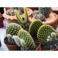 ราคา ต้นกระบองเพชร ต้นหูกระต่าย โอพันเทีย สีเหลืองขนสีแดงออกเหลือง Opuntia microdasys Bunny cactus (7841563854)