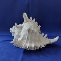 ราคา เปลือกหอยสังข์หน้ายักษ์ ที่เขี่ยบุหรี่เปลือกหอยสังข์ ของเก่าสะสม สินค้ามือสอง (22656682945)