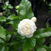 ราคา มะลิซ้อนไม้ขุดล้อมขนาดความสูง 80-100 ซม (25494565891)