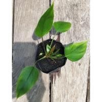 ราคา ว่านเสน่ห์จันทร์แดง ไม้มงคล (20841737875)