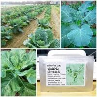 ราคา เมล็ดพันธุ์ ปูเล่ฝรั่ง มอร์ริสเฮดดิ้ง (Morris Heading Collards Seed) บรรจุ 400 เมล็ด คุณภาพดี ของแท้ 100% (2475351622)
