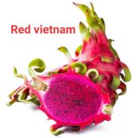 ราคา แก้วมังกร กิ่งพันธุ์แก้วมังกร Red vietnam (19482977247)