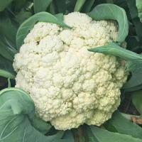 ราคา เมล็ดพันธุ์ กะหล่ำดอก ประมาณ 350 เมล็ด Cauliflower Seeds Organic Vegetable Seeds เมล็ดกะหล่ำดอก เมล็ดพันธุ์ผัก ผักสวนครั (24142987300)