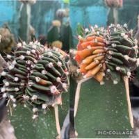 ราคา ยิมโนด่าง ยิมโนด่างกราฟ กระบองเพชร ไม้กราฟ (13217296531)