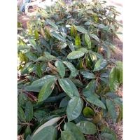 ราคา ต้นทุเรียน สายพันธุ์แดงอินโด ปลูกง่าย (23316534025)