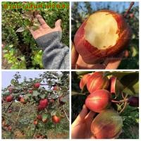 ราคา (1ต้น)(ขาย ต้นพันธุ์) ต้น แพรลาย แพรราย ต้นแพรลาย ต้นแพรราย พืชพันธุ์สร้างสวน (8977162875)