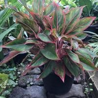 ราคา ต้นแสงเงินแสงทอง(สยามออโรร่า) (2288896965)