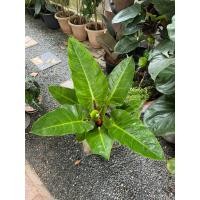 ราคา เศรษฐีรวยทรัพย์ฟอร์มใหญ่ๆๆกระถาง10“ (29987754130)