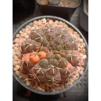 ราคา ยิมโนอ็อคโชด่าง ไม้เมล็ด/ด่างม่วง-ส้ม/ต้นใหญ่ (43359664910)