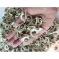 ราคา เมล็ดมะรุมตากแห้ง พันธุ์ใหญ่ยักษ์ พันธุ์เนื้อเกษตร เพาะปลูกได้ (ไม่ไช่เมล็ดอบแห้ง) บรรจุ 100 เมล็ด (24821472663)