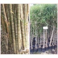 ราคา ไผ่เปร็ง ไผ่เปร็งข้อถี่ ลำตัน ข้อสั้นถี่ ทำเป็น ไม้ตะพต ไม้เท้า และใช้ในด้านอาคม ลำเด่นเฉพาะตัวไม่มีสายพันธุ์ไหนเหมือน (19844599136)