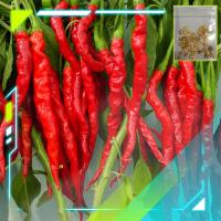 ราคา [5แถม1] เมล็ดพันธุ์พริกยาว เมล็ดพริกยาวโจลอง เมล็ดพริกยาว Jo Long Pepper Seeds (15160895714)