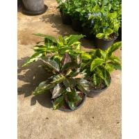 ราคา ต้นสามกษัตริย์-เงิน-ทอง-นาค#กระถาง 5 นิ้ว (13597996929)